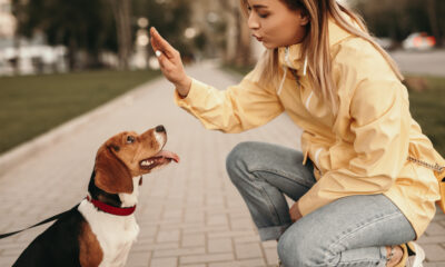 Adiestramiento Canino
