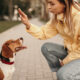 Adiestramiento Canino