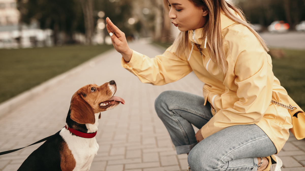 Adiestramiento Canino