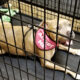 Adoptar perros