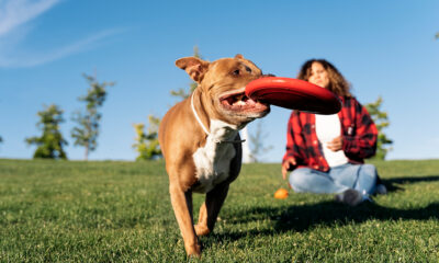 Perro jugando