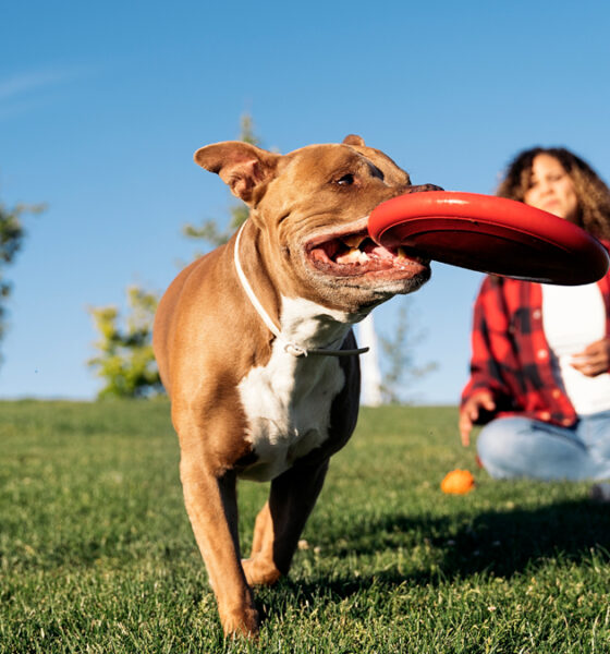 Perro jugando