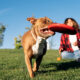 Perro jugando