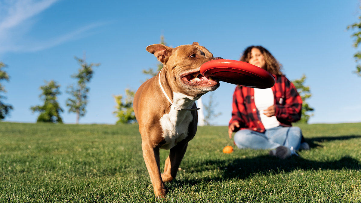 Perro jugando