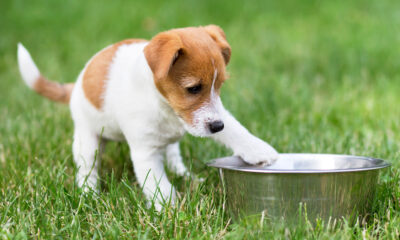 Alimentación para perros