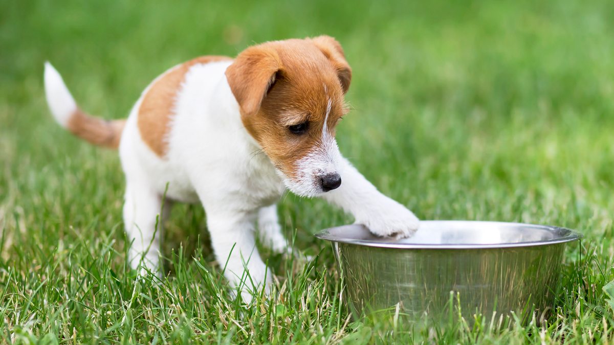 Alimentación para perros