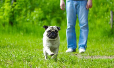 Perro Pug