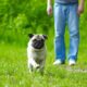 Perro Pug