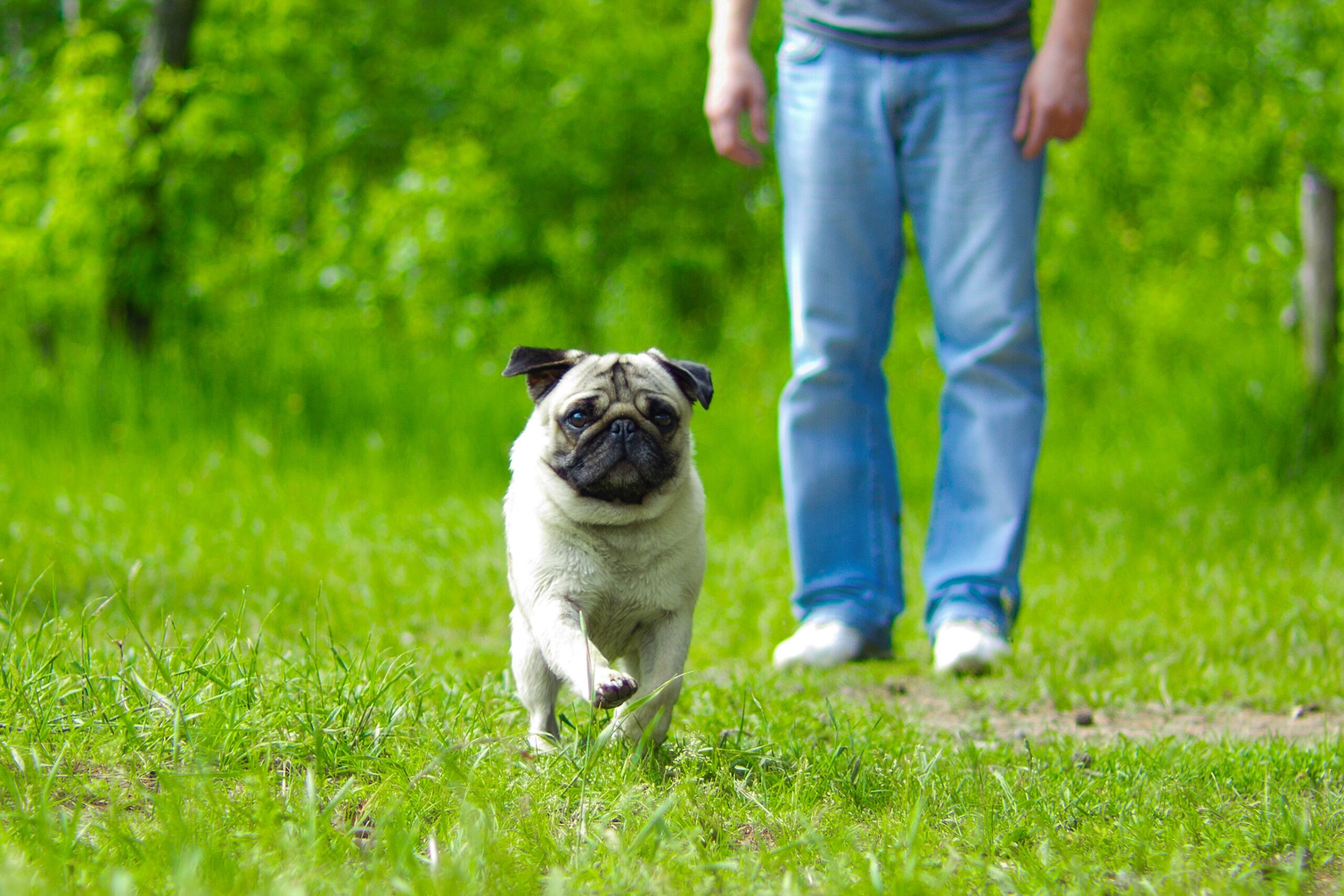 Perro Pug